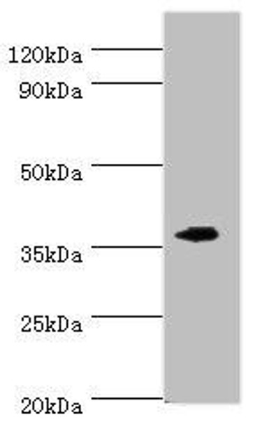 EFNB2 Antibody (PACO44155)