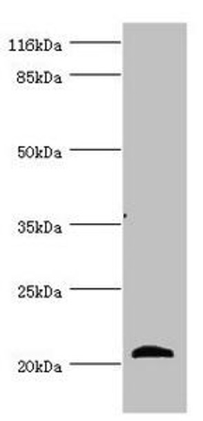 APOM Antibody (PACO44180)