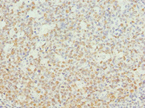 NASP Antibody (PACO44396)