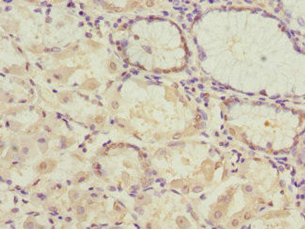 PDHB Antibody (PACO44514)