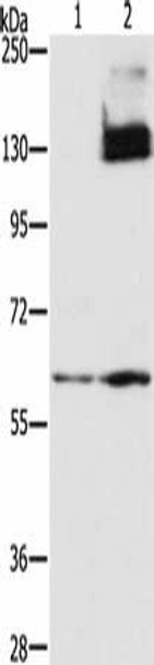 HIF1A Antibody (PACO20317)
