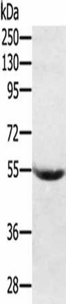 SERPING1 Antibody (PACO20445)