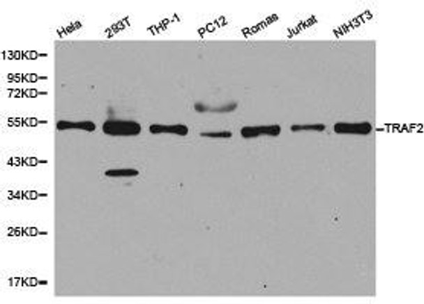TRAF2 Antibody (PACO21056)