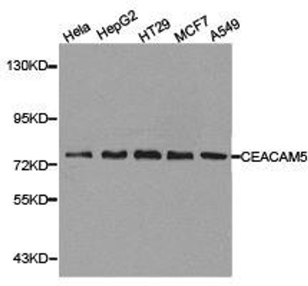 CEACAM5 Antibody (PACO21058)