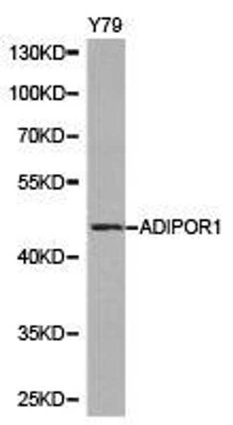ADIPOR1 Antibody (PACO21142)