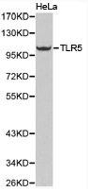 TLR5 Antibody (PACO21187)