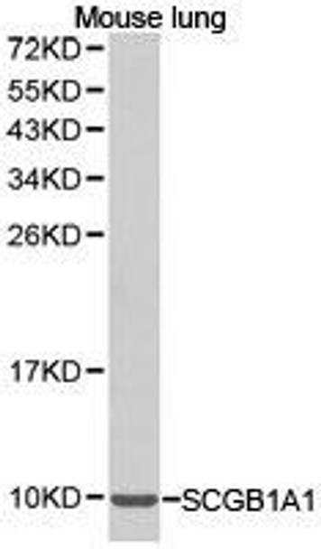 SCGB1A1 Antibody (PACO21190)