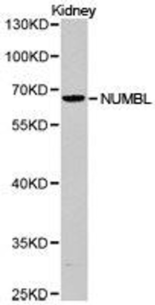 NUMBL Antibody (PACO21265)