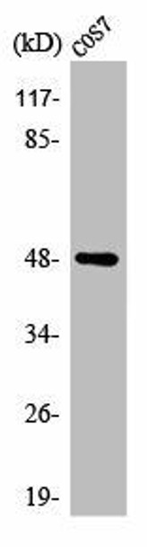 AURKA Antibody (PACO00423)