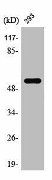 SRSF4 Antibody (PACO01542)