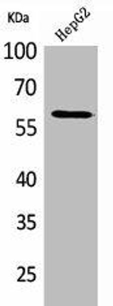 HEXA Antibody (PACO01943)