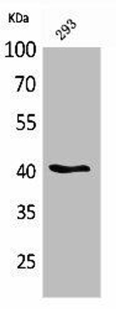 PAX5 Antibody (PACO02010)