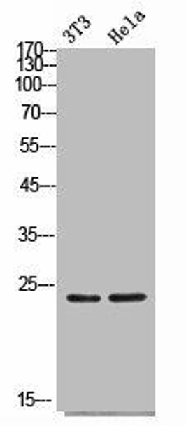 FGF4 Antibody (PACO02218)