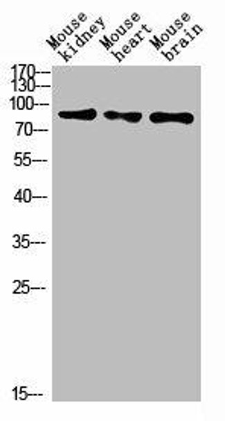 MUM1 Antibody (PACO07256)