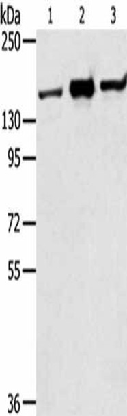 STAG2 Antibody (PACO17043)