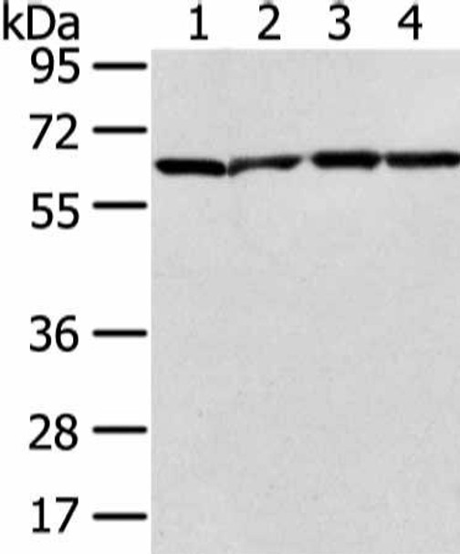 ATIC Antibody (PACO17378)