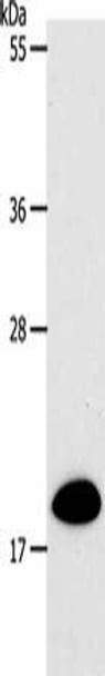 SIRT5 Antibody (PACO18398)