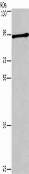 DCLK1 Antibody (PACO18595)