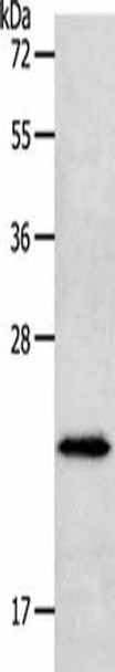 NEUROG1 Antibody (PACO18751)