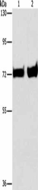 PCK1 Antibody (PACO19212)