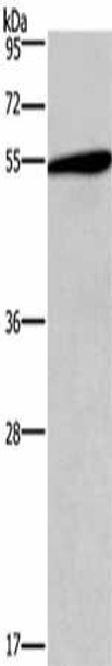 HTR2C Antibody (PACO19261)