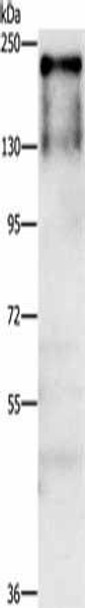 ATAD5 Antibody (PACO19328)