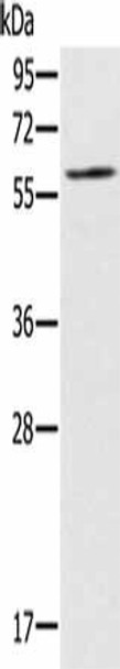 RELB Antibody (PACO20331)