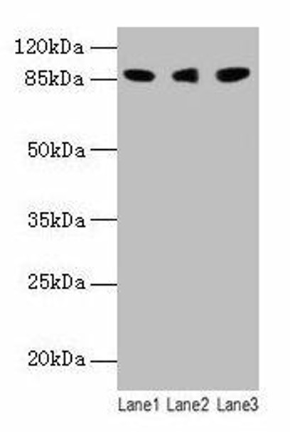 Loxl2 Antibody (PACO27997)