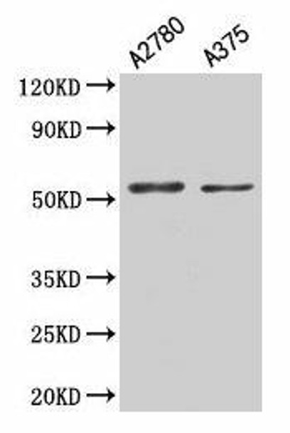 PAX3 Antibody (PACO28814)