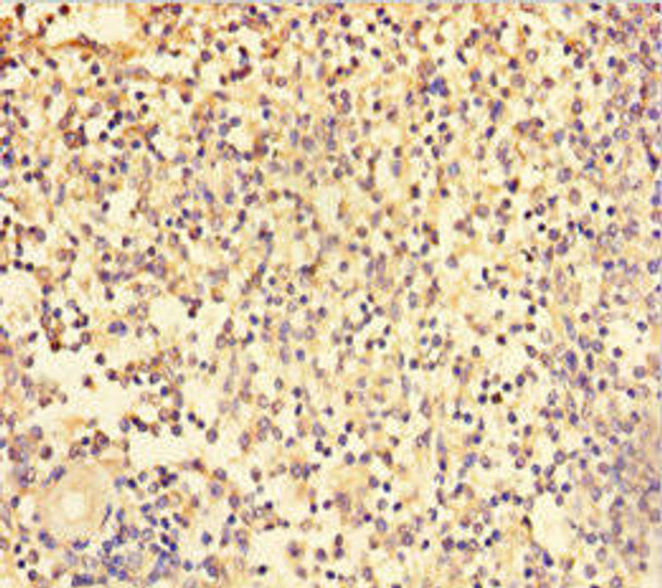 TRAF5 Antibody (PACO30774)