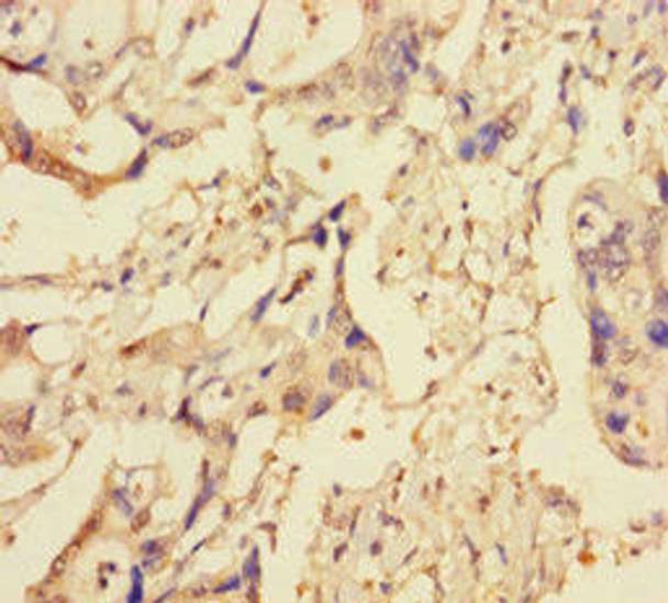 XIAP Antibody (PACO31100)