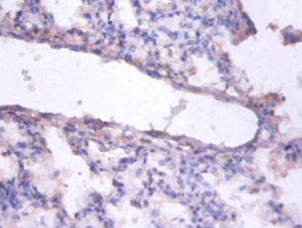 ERH Antibody (PACO31544)