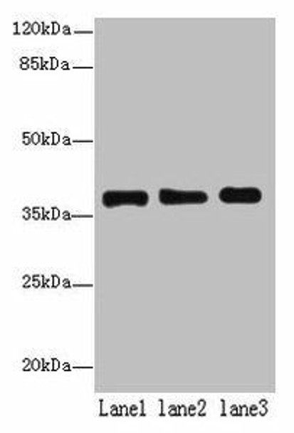 MRPL44 Antibody (PACO40598)