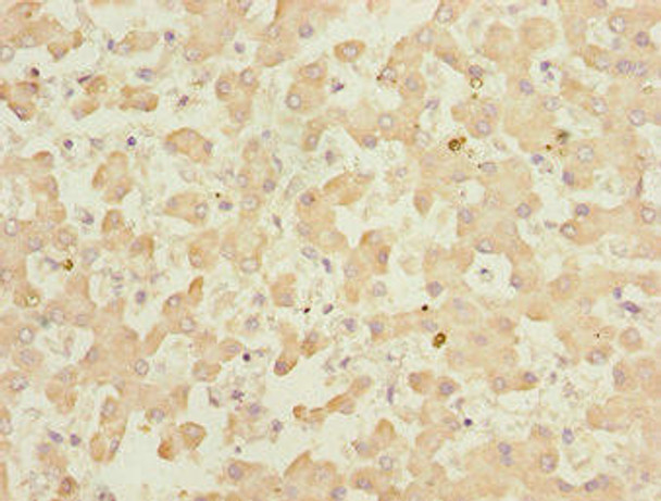 KLF15 Antibody (PACO44583)