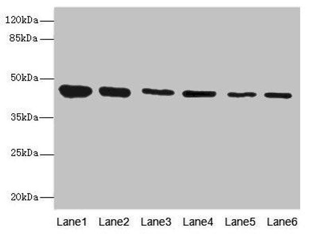 SNX32 Antibody (PACO44801)