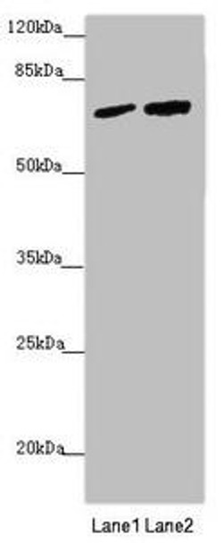 KIAA0391 Antibody (PACO45142)