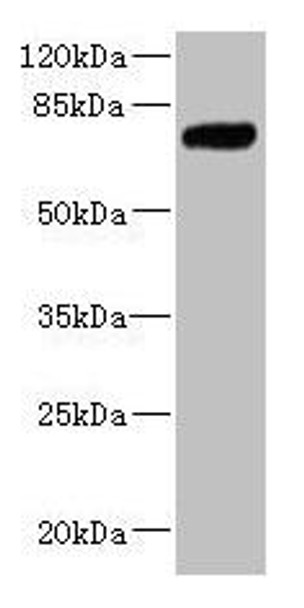 KLHL13 Antibody (PACO45246)