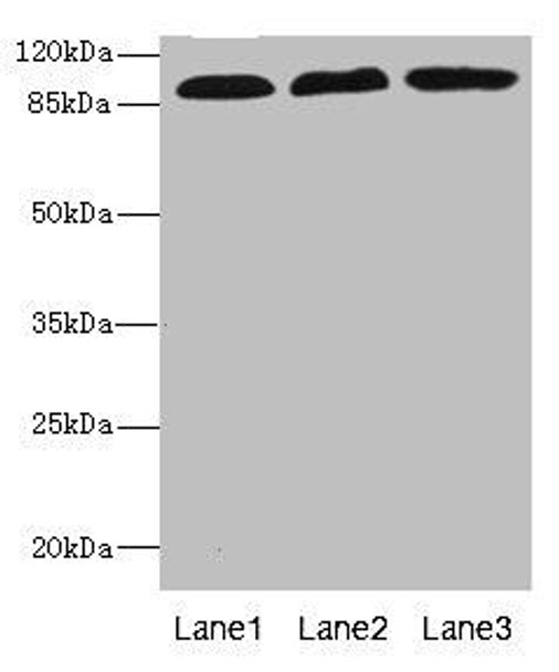 CD97 Antibody (PACO45383)
