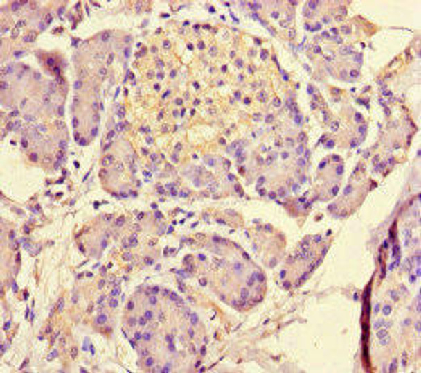 MED31 Antibody (PACO46022)