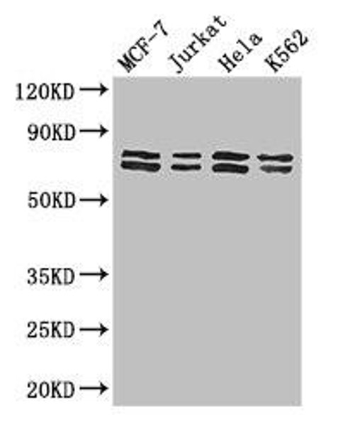 TRIM25 Antibody (PACO48586)
