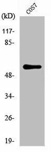 ZC3HC1 Antibody (PACO01174)