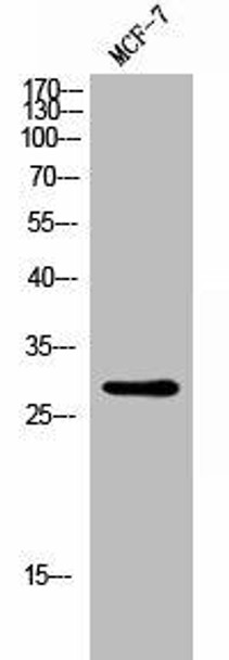 RAB18 Antibody (PACO02735)
