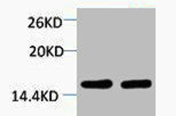 Di-Methyl-Histone H4 (Lys59) Antibody (PACO00139)