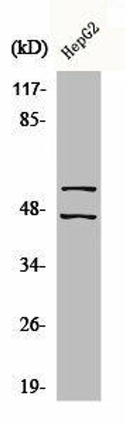 Phospho-MAPK8/MAPK9/MAPK10 (Y185) Antibody (PACO00315)