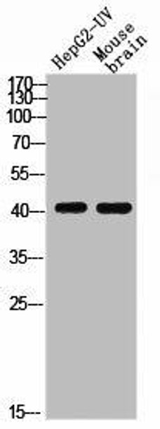 Phospho-S1PR1 (T236) Antibody (PACO02611)