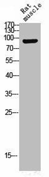 Phospho-NTRK2 (Y516) Antibody (PACO02940)