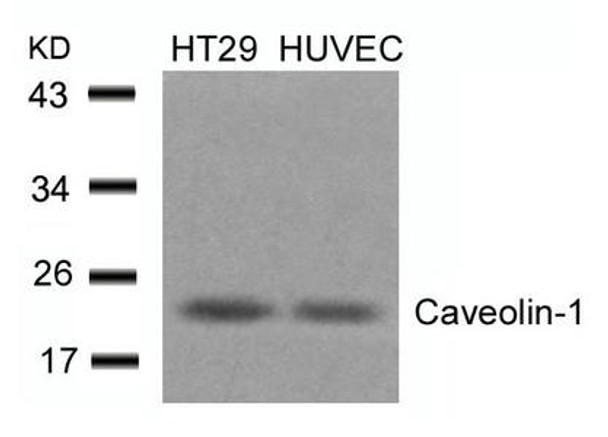 CAV1 (Ab-14) Antibody (PACO21377)