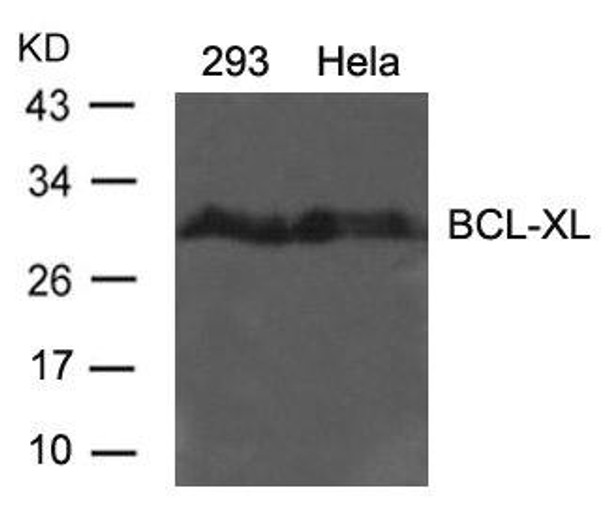 BCL2L1 (Ab-62) Antibody (PACO21435)