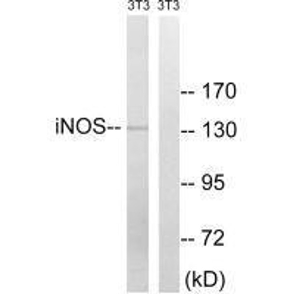 NOS2 (Ab-151) Antibody (PACO21616)