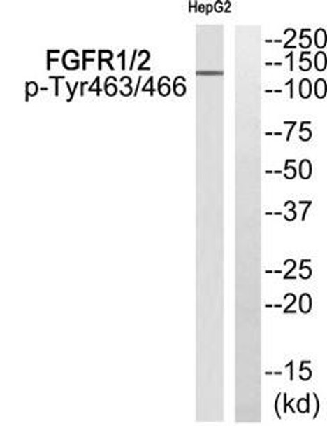 Phospho-FGFR1/FGFR2 (Tyr463/466) Antibody (PACO24133)